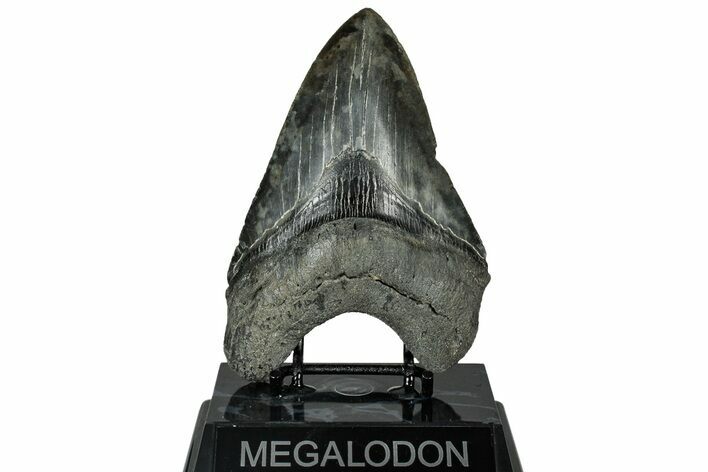 Fossil Megalodon Tooth - South Carolina #315444